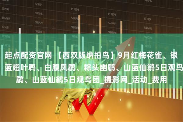 起点配资官网 【西双版纳拍鸟】9月红梅花雀、银胸丝冠鸟、黑枕王鹟、蓝翅叶鹎、白腹凤鹛、粽头幽鹛、山蓝仙鹟5日观鸟团_摄影网_活动_费用